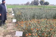 بخش تحقیقات زراعی و باغی