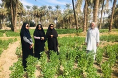 بخش تحقیقات زراعی و باغی