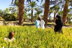 بخش تحقیقات زراعی و باغی