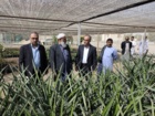 بازدید آقای دکتر میرجلیلی معاون آموزش موسسه آموزش و ترویج کشاورزی از گلخانه پردیس چابهار