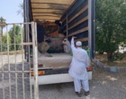 انتقال نهال های تولیدی موز کشت بافتی ارقام دوراف کاواندیش و گراندناین از گلخانه سازگاری در ایستگاه بمپور به ایستگاه تحقیقات چابهار