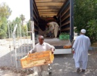 انتقال نهال های تولیدی موز کشت بافتی ارقام دوراف کاواندیش و گراندناین از گلخانه سازگاری در ایستگاه بمپور به ایستگاه تحقیقات چابهار