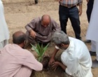 آغاز عملیات انتقال نهال های کشت بافتی خرمای رقم مجول از گلخانه به زمین اصلی