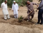 آغاز عملیات انتقال نهال های کشت بافتی خرمای رقم مجول از گلخانه به زمین اصلی