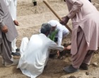 آغاز عملیات انتقال نهال های کشت بافتی خرمای رقم مجول از گلخانه به زمین اصلی