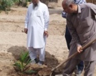 آغاز عملیات انتقال نهال های کشت بافتی خرمای رقم مجول از گلخانه به زمین اصلی