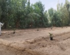 آغاز عملیات انتقال نهال های کشت بافتی خرمای رقم مجول از گلخانه به زمین اصلی