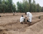 آغاز عملیات انتقال نهال های کشت بافتی خرمای رقم مجول از گلخانه به زمین اصلی
