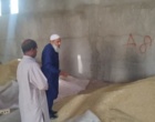 برداشت مزارع بذری گندم در سطح ۱۱ هکتار از ایستگاه تحقیقات مرکز تحقیقات بلوچستان