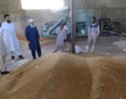 برداشت مزارع بذری گندم در سطح ۱۱ هکتار از ایستگاه تحقیقات مرکز تحقیقات بلوچستان