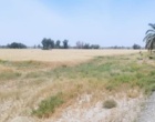 برداشت مزارع بذری گندم در سطح ۱۱ هکتار از ایستگاه تحقیقات مرکز تحقیقات بلوچستان