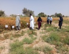 روز انتقال یافته های تحقیقاتی گلرنگ در ایستگاه تحقیقات و آموزش کشاورزی و منابع طبیعی بمپور