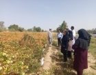روز انتقال یافته های تحقیقاتی گلرنگ در ایستگاه تحقیقات و آموزش کشاورزی و منابع طبیعی بمپور