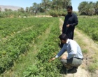 برگزاری روز انتقال یافته های تحقیقاتی گوجه فرنگی در منطقه دامن از توابع شهرستان ایرانشهر