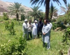 برگزاری روز مزرعه مرکبات و یونجه در شهرستان ایرانشهر