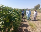بازدید رئیس و معاون پژوهشی مرکز تحقیقات و آموزش کشاورزی و منابع طبیعی بلوچستان از مزرعه تحقیقاتی و آموزشی سردگال