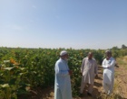 بازدید رئیس و معاون پژوهشی مرکز تحقیقات و آموزش کشاورزی و منابع طبیعی بلوچستان از مزرعه تحقیقاتی و آموزشی سردگال