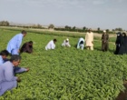 دوره آموزشی «تولید و پرورش گیاهان سبزی و صیفی» در شهرستان خاش