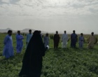 دوره آموزشی «تولید و پرورش گیاهان سبزی و صیفی» در شهرستان خاش