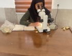 نمونه‌برداری مرحله سوم پس از سمپاشی جهت ارزیابی مدیریت کنه گردآلود خرما