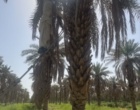 نمونه‌برداری مرحله سوم پس از سمپاشی جهت ارزیابی مدیریت کنه گردآلود خرما
