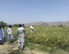 برگزاری مزرعه الگویی کشت برنج آبیاری در منطقه کیشکور از توابع شهرستان سرباز