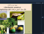 برگزاری وبینار آموزشی «مدیریت بیماری‌های مرکبات»