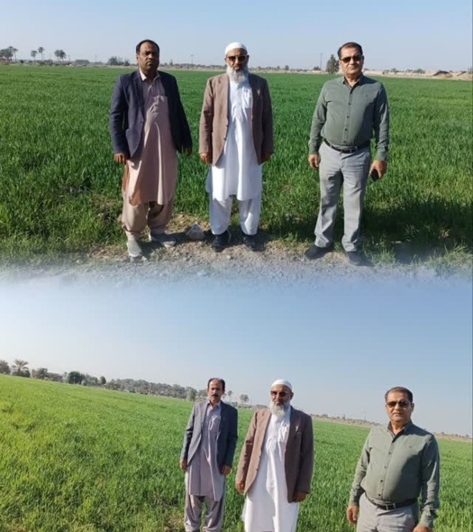 بازدید علمی و میدانی ریاست محترم مرکز تحقیقات کشاورزی بلوچستان از ایستگاه گاو دشتیاری