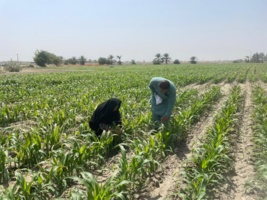 بازدید کارشناس مرکز تحقیقات و آموزش کشاورزی بلوچستان از روند مبارزه با سوسک سرخرطومی حنایی خرما در منطقه سرکهوران از توابع شهرستان ایرانشهر