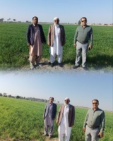 بازدید علمی و میدانی ریاست محترم مرکز تحقیقات کشاورزی بلوچستان از ایستگاه گاو دشتیاری