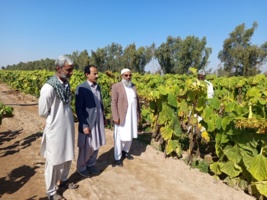 بازدید رئیس مرکز تحقیقات کشاورزی بلوچستان از مزرعه تحقیقاتی سردگال