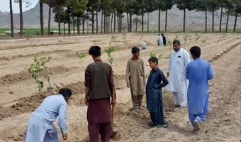 احداث باغ کلکسیون میوه‌های سردسیری و معتدله در ایستگاه تحقیقات کشاورزی خاش