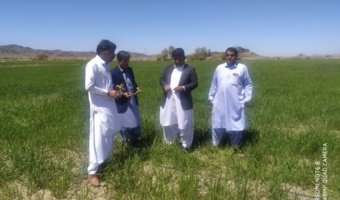 بازدید کارشناس مسئول واحد تحقیقات ثبت و گواهی بذر و نهال بلوچستان به همراه کارشناسان جهاد کشاورزی شهرستان خاش از مزارع بذری