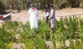 بازدید از مزارع تحقیقاتی سردگال شهرستان بمپور