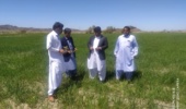 بازدید کارشناس مسئول واحد تحقیقات ثبت و گواهی بذر و نهال بلوچستان به همراه کارشناسان جهاد کشاورزی شهرستان خاش از مزارع بذری