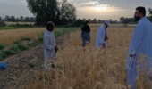 انتخاب توده های دو نسل (F2 و F4) گندم در ایستگاه تحقیقات کشاورزی بمپور