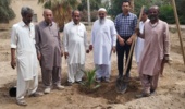 آغاز عملیات انتقال نهال های کشت بافتی خرمای رقم مجول از گلخانه به زمین اصلی