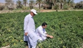 بازدید تخصصی از پروژه تحقیقاتی در مزارع گوجه فرنگی شهرستان ایرانشهر بخش دامن