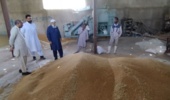 برداشت مزارع بذری گندم در سطح ۱۱ هکتار از ایستگاه تحقیقات کشاورزی بمپور