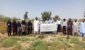 روز انتقال یافته های تحقیقاتی گلرنگ در ایستگاه تحقیقات و آموزش کشاورزی و منابع طبیعی بمپور