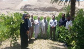 برگزاری روز مزرعه مرکبات و یونجه در شهرستان ایرانشهر