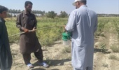 نصب تله‌های فرمونی آفات پنبه در مزارع پنبه منطقه سرکهوران شهرستان ایرانشهر