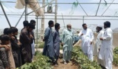 دوره آموزشی «اصول آماده‌سازی و احداث گلخانه»