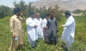 برگزاری دوره آموزشی «مدیریت کاشت پنبه» در شهرستان خاش