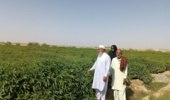 بازدید دکتر خالد میری، رئیس مرکز تحقیقات کشاورزی بلوچستان از مزرعه الگویی چای ترش در منطقه ابتر شهرستان ایرانشهر