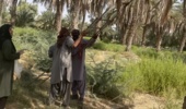 نمونه‌برداری مرحله سوم پس از سمپاشی جهت ارزیابی مدیریت کنه گردآلود خرما