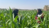 بازدید محققان گیاه‌پزشکی مرکز تحقیقات بلوچستان از مزارع ذرت منطقه پشت رودخانه ایرانشهر
