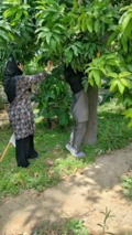 بازدید از باغات میوه گرمسیری سرباز روستای کیشکور