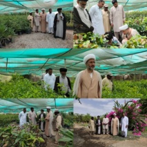 بازدید مسئولین دفاتر نمایندگی ولی‌فقیه و مدیر جهاد کشاورزی شهرستان دشتیاری از گلخانه تولید نهال باهوکلات