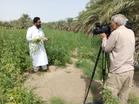 روز مزرعه کنجد در منطقه خیرآباد ایرانشهر مورخه ۱۴۰۴/۷/۱۴